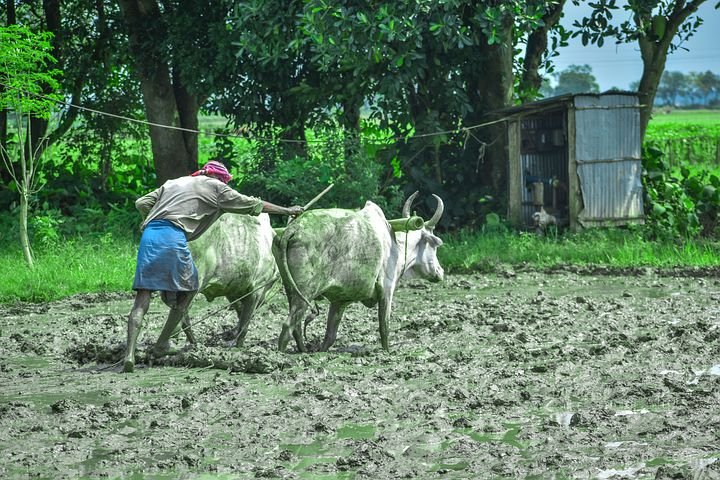 Farmer image